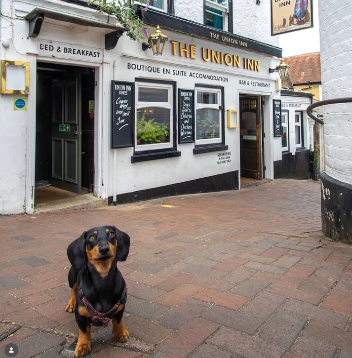 Black and tan dachshund sitting on the brick pavement outside The Union Inn's white storefront